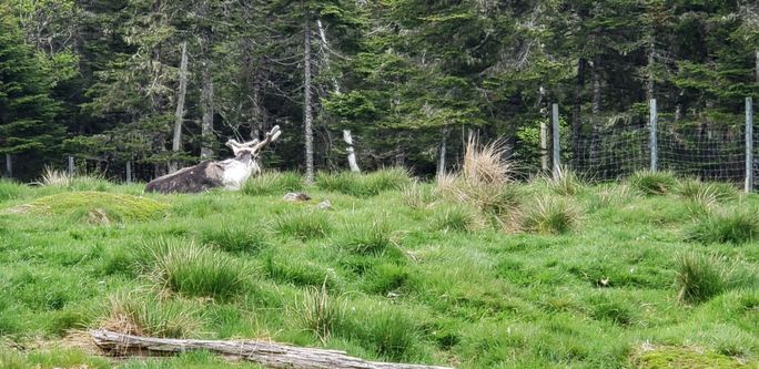 Caribou at Salmonier Nature Park Caribou at Salmonier Nature Park