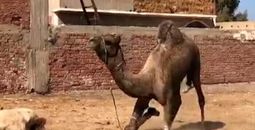 Camel with legs tied in Egypt Market