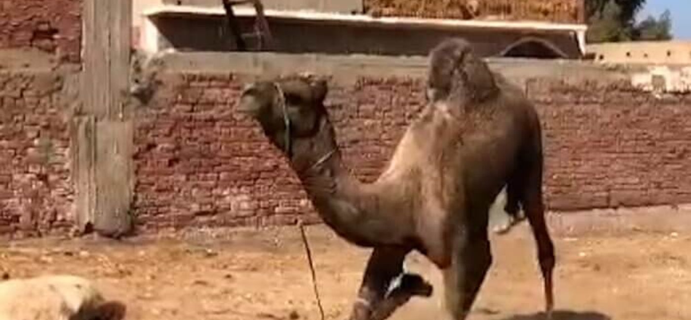 Image: Camel with legs tied in Egypt Market (Photo Credit: PETA)