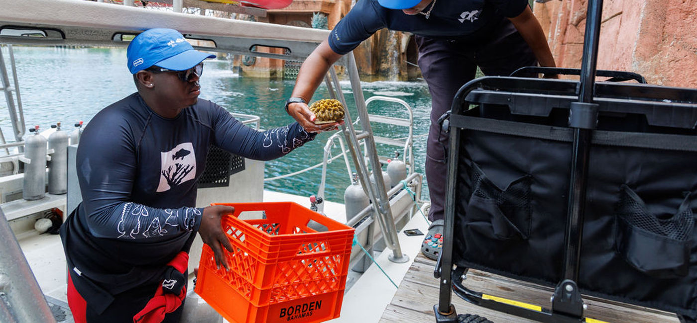 Image: Coral being collected from the ocean at Atlantis Paradise Island, The Bahamas. (Photo Credit: Atlantis Paradise Island)