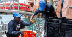 Coral being collected from the ocean at Atlantis Paradise Island, The Bahamas.