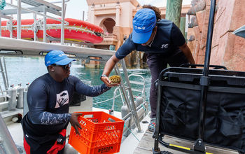 Coral being collected from the ocean at Atlantis Paradise Island, The Bahamas.