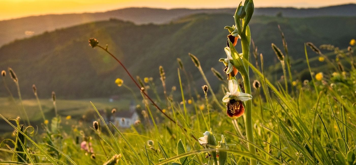Image: Kaiserstuhl in the Black Forest (Photo Credit: Naturgarten Kaiserstuhl/Schroder-Esch)