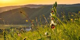 Kaiserstuhl in the Black Forest