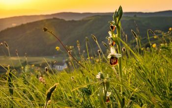 Kaiserstuhl in the Black Forest