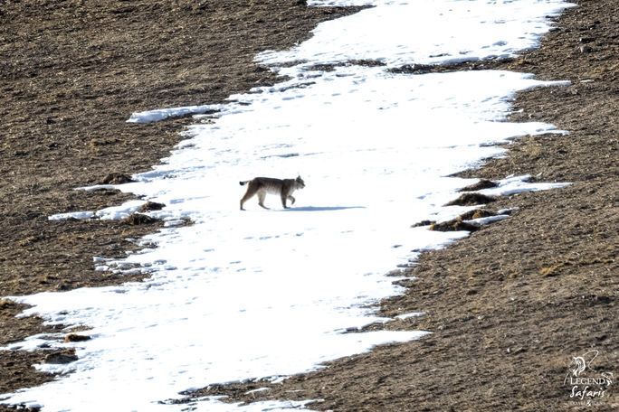 As snow cover diminishes, animals are adapting. As snow cover diminishes, animals are adapting.