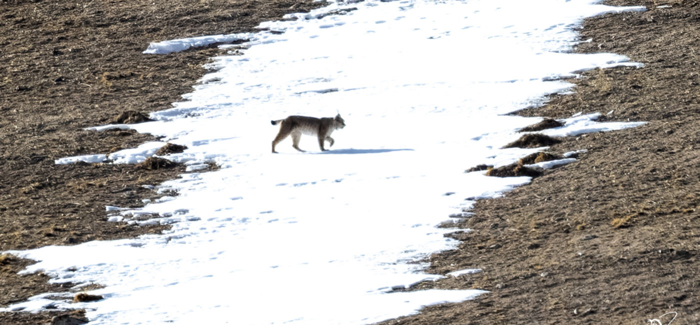 Image: À mesure que l'enneigement diminue, les animaux s'adaptent (Photo Credit: Pravir Patel)