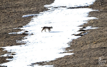 As snow cover diminishes, animals are adapting.