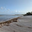 Sargassum, seaweed, caribbean, beach, tropical, ocean, sea, beaches,