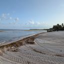 Sargassum, seaweed, caribbean, beach, tropical, ocean, sea, beaches,