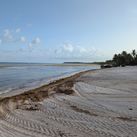 Sargassum, seaweed, caribbean, beach, tropical, ocean, sea, beaches,