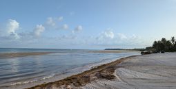 Sargassum, seaweed, caribbean, beach, tropical, ocean, sea, beaches,