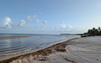 Sargassum, seaweed, caribbean, beach, tropical, ocean, sea, beaches,