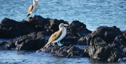 Blue footed booby in the Galapagos