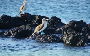 Blue footed booby in the Galapagos