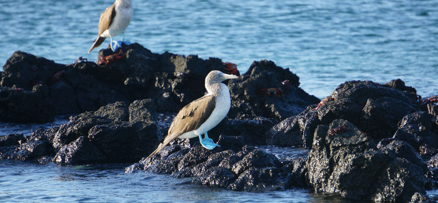 Image: Blue footed booby in the Galapagos (Photo Credit: Janeen Christoff)