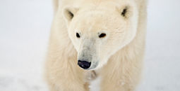 Churchill Manitoba polar bear