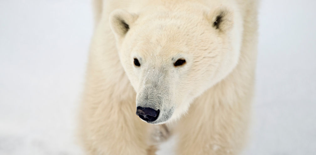 Churchill Manitoba polar bear