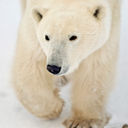 Churchill Manitoba polar bear