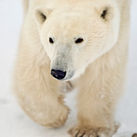 Churchill Manitoba polar bear