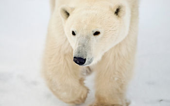 Churchill Manitoba polar bear
