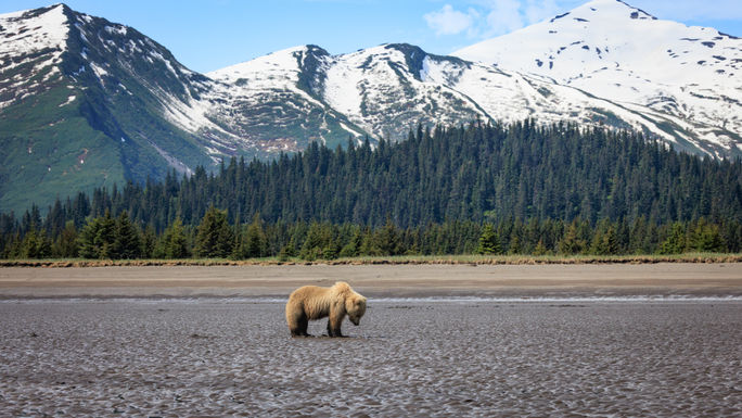 Bear in Lake Clark National Park