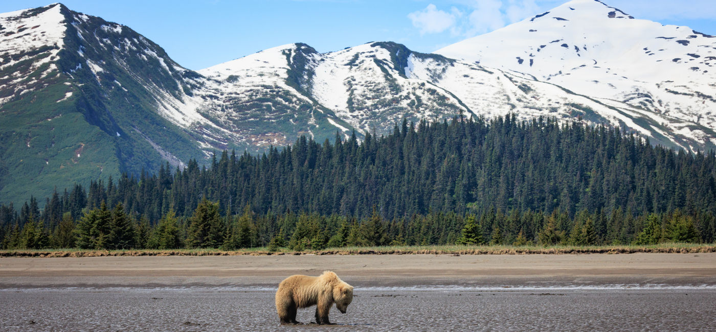 Image: Bear in Lake Clark National Park. (Photo Credit: Kristin/Adobe)