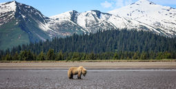 Bear in Lake Clark National Park