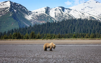 Bear in Lake Clark National Park