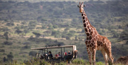 African Travel, Inc., giraffe, safari tours
