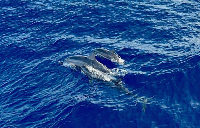 Spinner dolphins off Lanai. Spinner dolphins off Lanai.