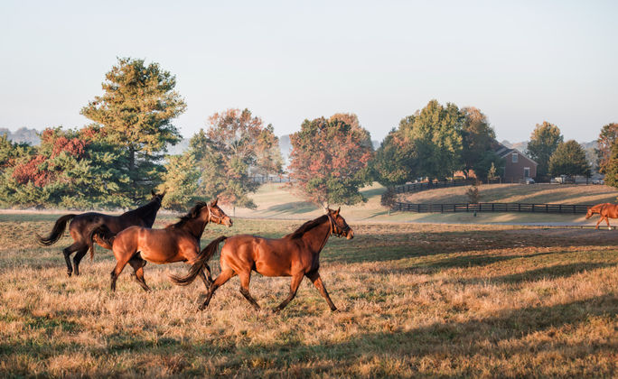 Horses running in Lexington, Kentucky