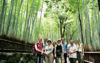InsideJapan Tours, tours in Japan, Japan, Kyoto, japan tours, arashiyama, bamboo, bamboo forest