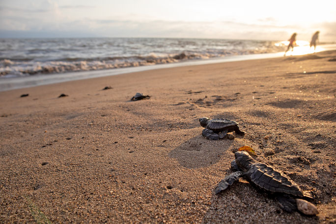 Marriott Puerto Vallarta Resort & Spa, conservation, sea turtles