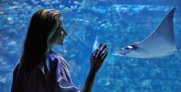 SeaWorld Orlando.