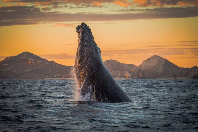 Whale watching in Los Cabos