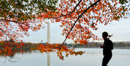 Runner moves past Washington Monument in DC during fall
