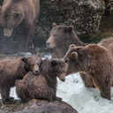 Spot bears in the river with UnCruise Adventures.