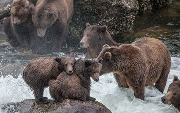 Spot bears in the river with UnCruise Adventures.