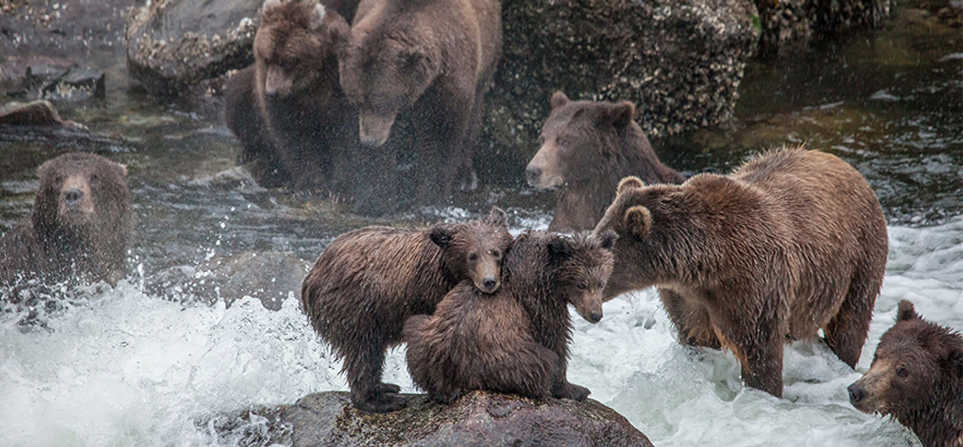Image: Spot bears in the river with UnCruise Adventures. (Photo Credit: UnCruise)