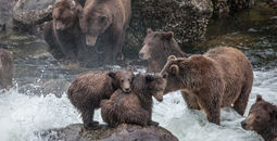 Spot bears in the river with UnCruise Adventures.