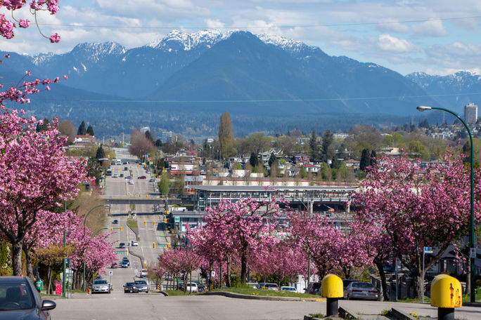 Streets lined with blooming cherry trees in Vancouver, British Columbia, Canada. Streets lined with blooming cherry trees in Vancouver, British Columbia, Canada.