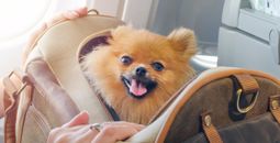 Pomeranians, dogs, canines, pets, carriers, bags, airplanes, planes