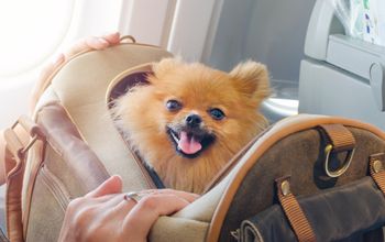 Pomeranians, dogs, canines, pets, carriers, bags, airplanes, planes