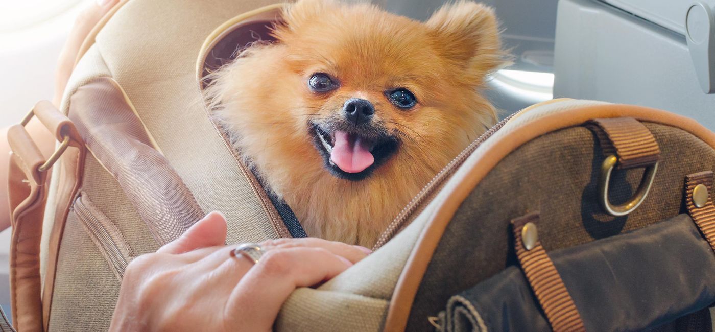 Image: A Pomeranian inside of a travel bag aboard an airplane. (photo via nadisja/iStock/Getty Images Plus)