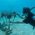 A sculptural coral gene bank in Fiji