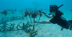 A sculptural coral gene bank in Fiji