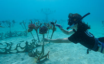A sculptural coral gene bank in Fiji