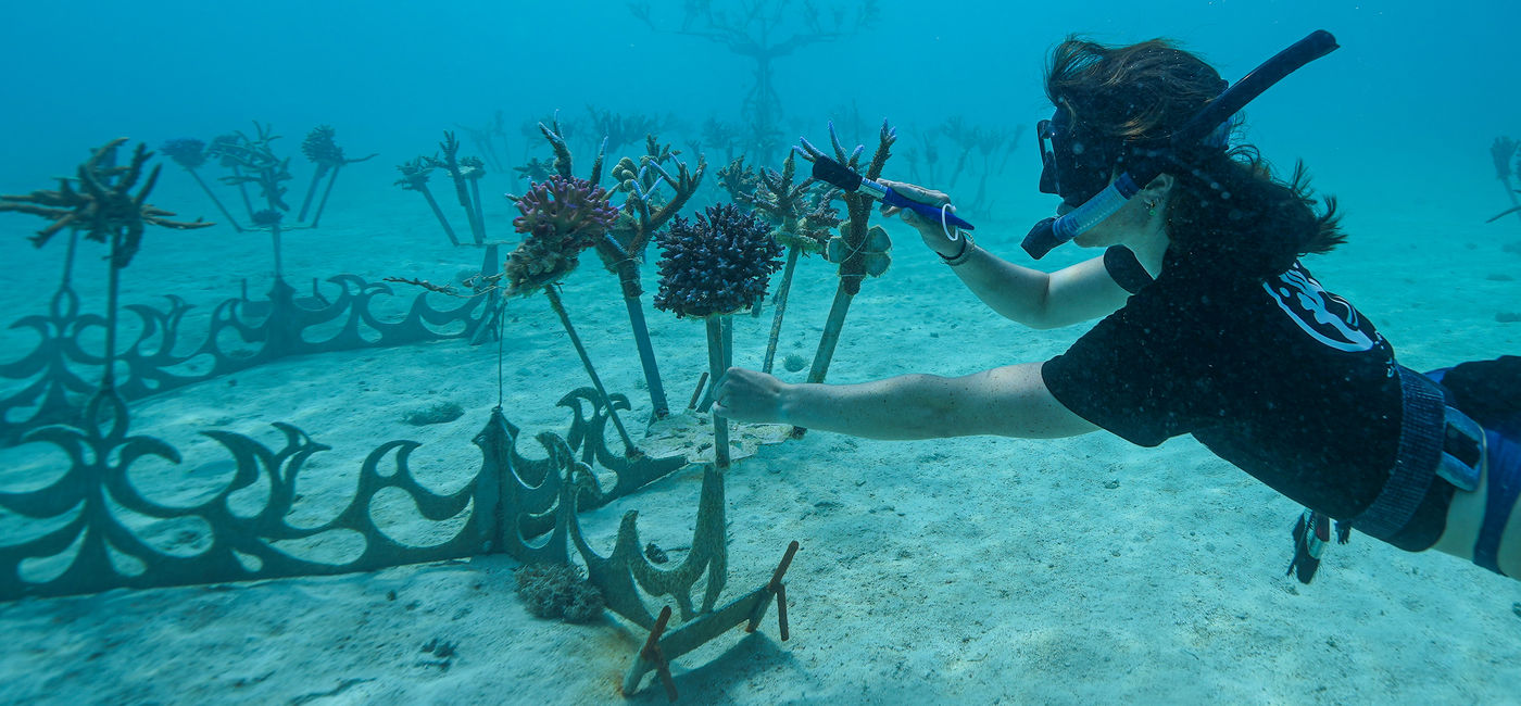 Image: OUTRIGGER Resorts & Hotels is carrying out its largest coordinated ocean conservation to date including establishing coral gene banks around the world. (Photo Credit: Courtesy Outrigger Resorts & Hotels)
