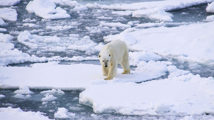 AdventureSmith Explorations Arctic cruise AdventureSmith Explorations Arctic cruise